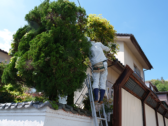 庭木伐採
